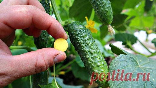 Чем опрыскать огуречную грядку чтобы долго плодоносила и не желтела? Расскажу как сделать в деталях. | Сад огород life | Дзен