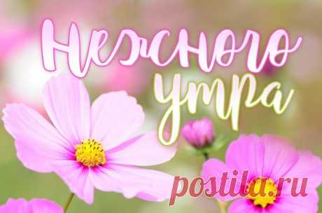 Нежного утра
