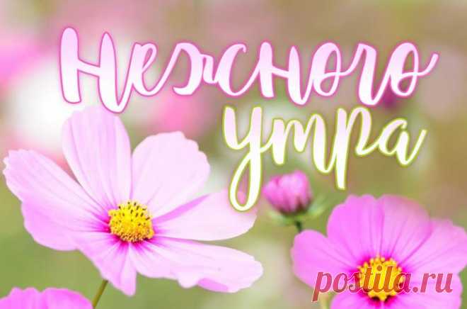 Нежного утра