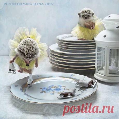 Позитивно Ёжиковое…ФОТОГРАФ ЕЛЕНА ЕРЕМИНА — Фотоискусство