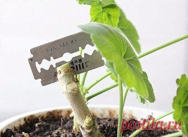 прививка пеларгонии