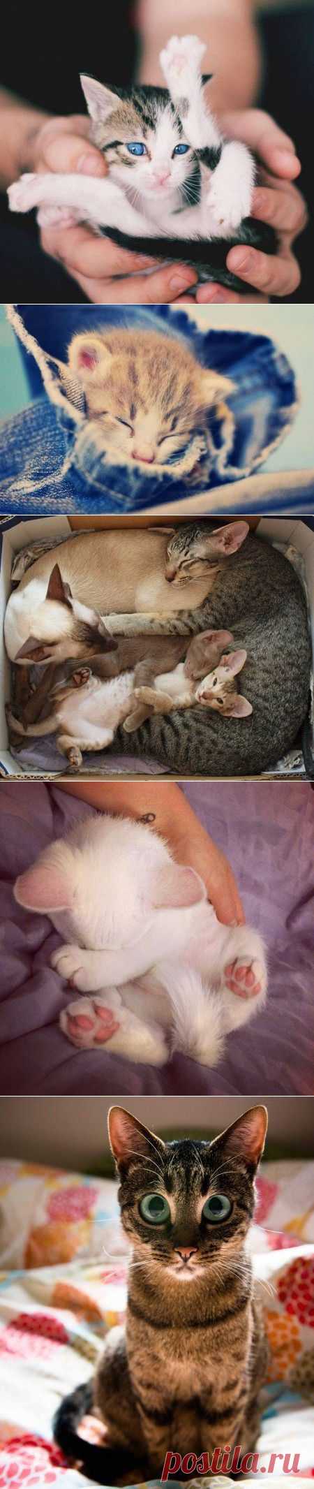 Милых фото минипост / Питомцы