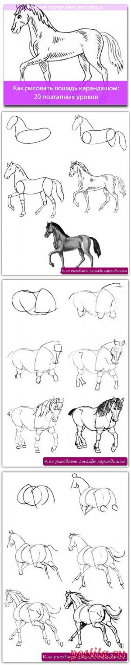 Как рисовать лошадь карандашом: 20 поэтапных уроков