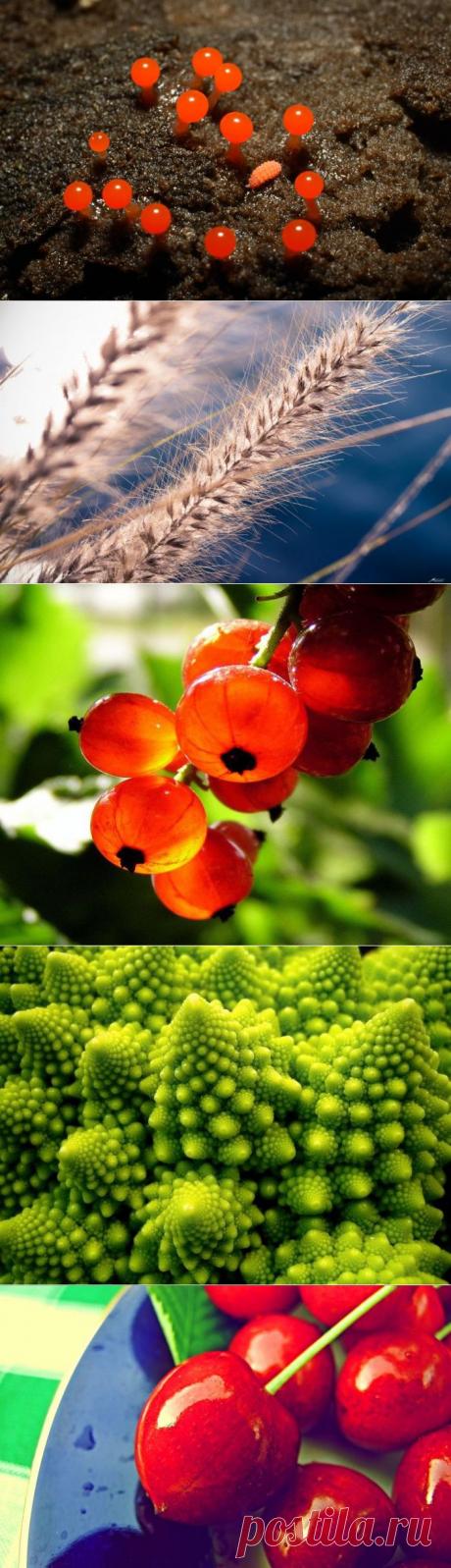 Красота в макрофотографиях.