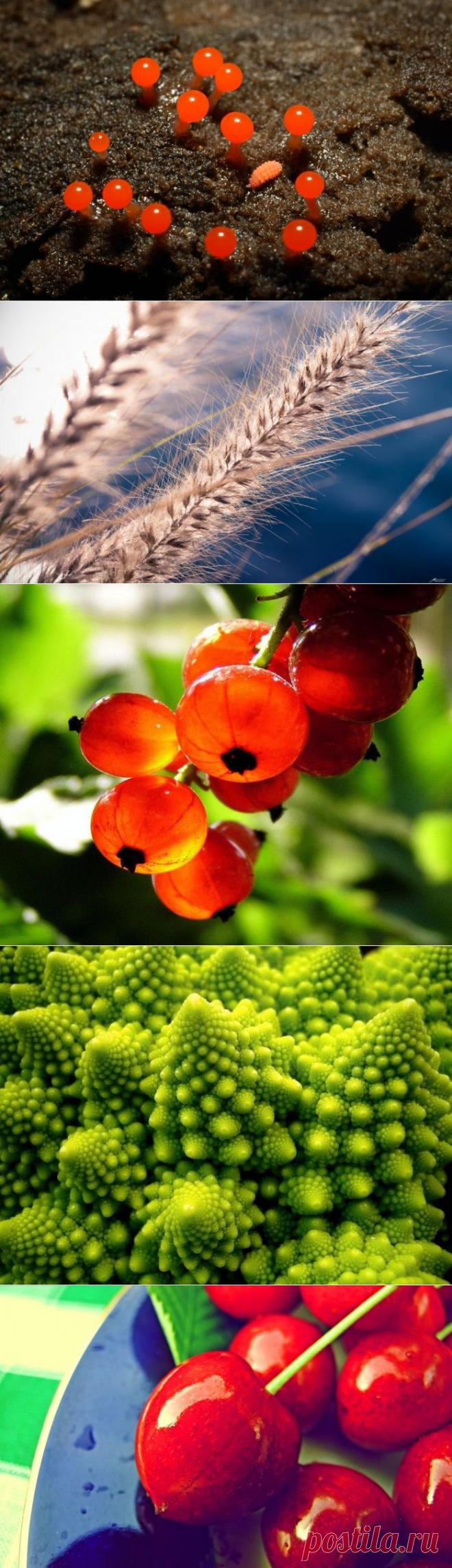 Красота в макрофотографиях.