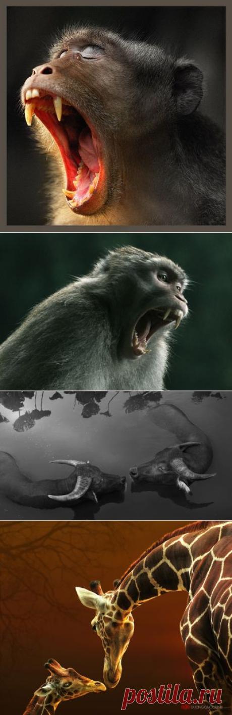 35PHOTO - duong quoc dinh - DQD Animals