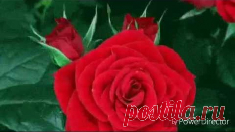 ШИКАРНОЕ ПОЗДРАВЛЕНИЕ СДНЕМ РОЖДЕНИЯ ЖЕНЩИНЕ.