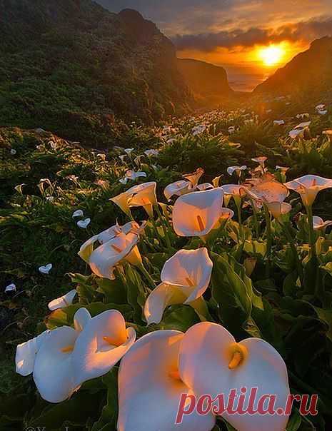 Эстетическое удовольствие