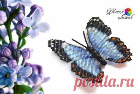 Урок 22 - Бабочка Морфо Эгей | biser.info - всё о бисере и бисерном творчестве