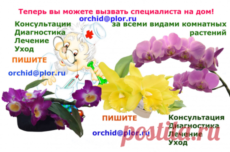 Болезни орхидей. Консультация специалиста.