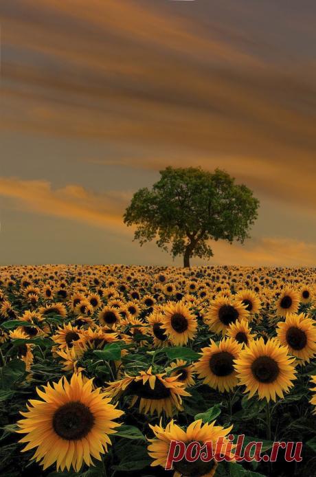 Fly Straight — wowtastic-nature: 💙 Pure Gold by Vitor Santos on...