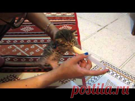 Кормление котенка