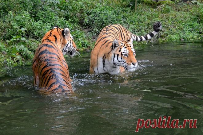 купание.......