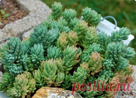 Sedum Sediforme - Suculenta Nativa das regiões mediterrâneas essa suculenta é muito rústica e exige pouca manutenção, prefere sol pleno para que possa florescer e adquirir coloração alaranjada. Quando adulta sua haste floral pode atingir até 60cm de altura, suas flores são amarelas e surgem em cachos. Só no Brasil contamos com mais de 100 tipos de suculentas, plantas cuja característica mais marcante é o fato de armazenarem boa quantidade de água nas raízes, no talo ou nas...