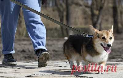 Росстандарт утвердил требования к обустройству мест для выгула собак. ГОСТ вступит в силу с 1 апреля 2026 года, сообщили в ведомстве