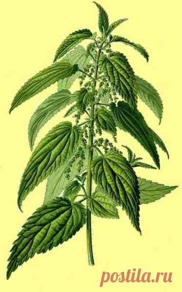 Как сделать целебное масло из крапивы?.