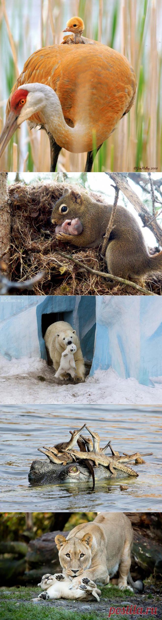 25 милых фотографий животных-родителей | Мир женщины