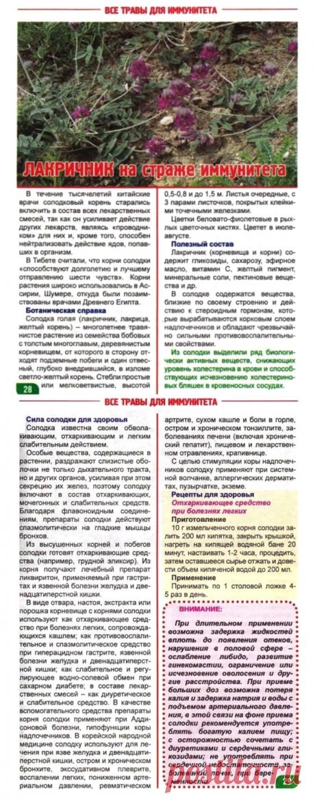 Солодка (лакричник) на страже здоровья