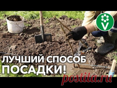 САЖАЙТЕ МАЛИНУ В ТРАНШЕИ – и она не будет разрастаться по всему участку!