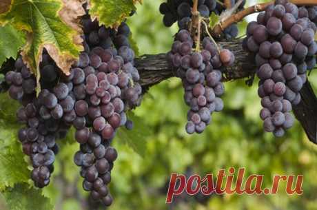 Кому наиболее полезен виноград и что из него приготовить