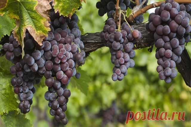 Кому наиболее полезен виноград и что из него приготовить