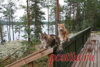 друзья✿✿◕❀ ..