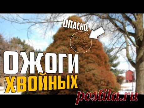Ожоги хвойных - как помочь и предотвратить