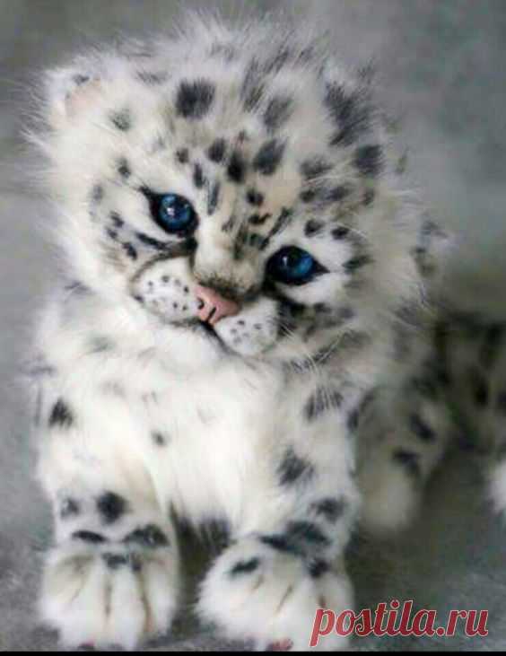 самые милые животные, милые малышиSnow leopard cub! Awe...