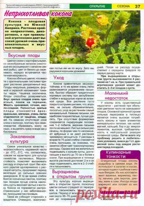 Неприхотливая кокона