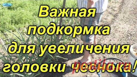 Чеснок-важная подкормка для увеличения головки!