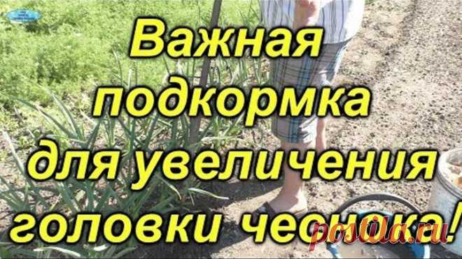 Чеснок-важная подкормка для увеличения головки!