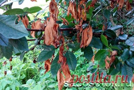 Монилиоз - средства борьбы, популярные препараты и профилактика Монилиоз (плодовая гниль, монилиальный ожог) – грибковое заболевание косточковых культур. Молодые листочки и однолетние побеги вдруг буреют, засыхают, но долго висят на дереве.