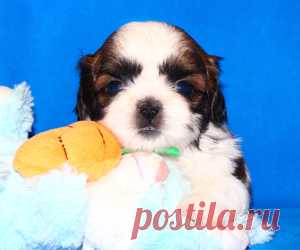 Щенки ши-тцу - Купить щенка ши-тцу Москва - Питомник ши-тцу Москва - щенки ши-тцу