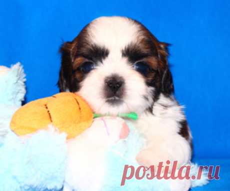 Щенки ши-тцу - Купить щенка ши-тцу Москва - Питомник ши-тцу Москва - щенки ши-тцу