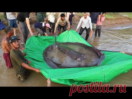 300kg Giant Freshwater Stingray Release