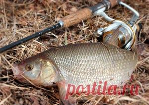 Рыбалка видео: Ловля язя весной