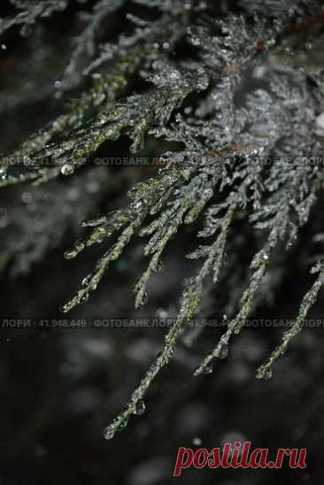 Closeup of frozen plant in dark cold snowy winter night. Nature background. Стоковое фото, фотограф Ilaronsia / Фотобанк Лори
