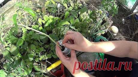 ПОМИДОРНАЯ НАУКА. ВАРИАНТЫ ФОРМИРОВАНИЯ ТОМАТНЫХ КУСТОВ
Сохрани шпаргалку, поделись с одноклассниками! 

Разбираемся с разными вариантами формирования томатных кустов
Как получить хороший урожай?
Когда читаешь статьи о пасынковании томатов, кажется, что они написаны на китайском языке. Вот, к примеру: «детерминантные томаты формируют с переводом точки роста на боковой побег». Буквы вроде русские, а смысл уловить практически невозможно. Нет, специалист, конечно, сразу пойме...