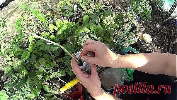 ПОМИДОРНАЯ НАУКА. ВАРИАНТЫ ФОРМИРОВАНИЯ ТОМАТНЫХ КУСТОВ
Сохрани шпаргалку, поделись с одноклассниками! 

Разбираемся с разными вариантами формирования томатных кустов
Как получить хороший урожай?
Когда читаешь статьи о пасынковании томатов, кажется, что они написаны на китайском языке. Вот, к примеру: «детерминантные томаты формируют с переводом точки роста на боковой побег». Буквы вроде русские, а смысл уловить практически невозможно. Нет, специалист, конечно, сразу пойме...