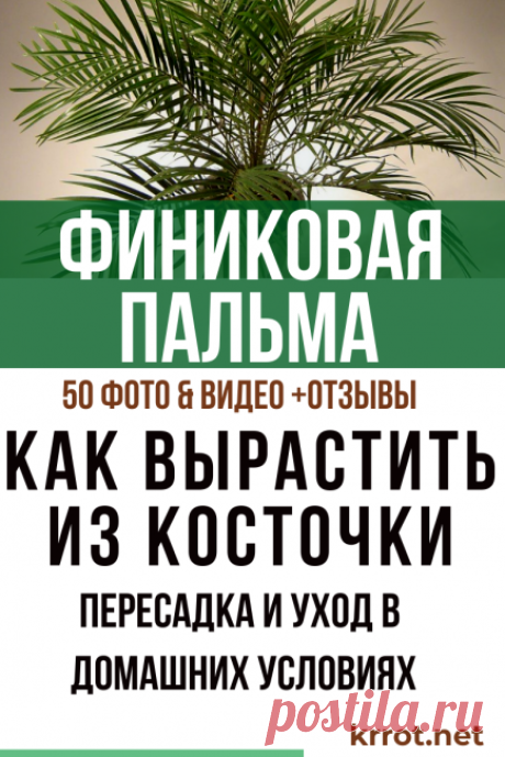 Финиковая Пальма: Описание, Уход, Выращивание (50 Фото) +Отзывы
