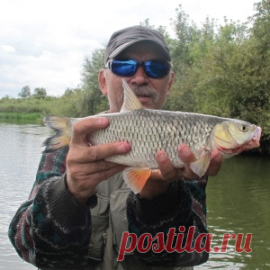 Ловля голавля - МирТесен