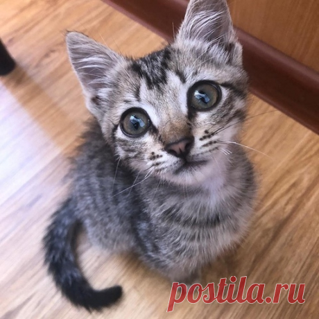 В добрую семью без маленьких детей пристраивается котёнок Макар, возраст 1 месяц. Полностью здоров. Весёлый, активный, ласковый! Знает когтеточку, ходит в лоток. К другим животным относится с опаской, но идёт навстречу. Пристраивается по городу Краснодар. 8-918-092-20-29