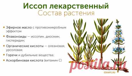 Иссоп лекарственный состав растения