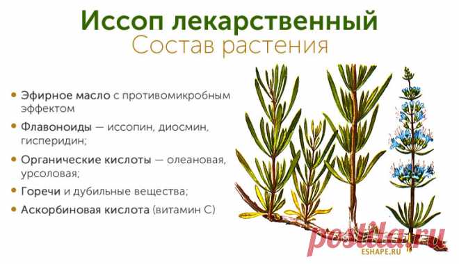 Иссоп лекарственный состав растения