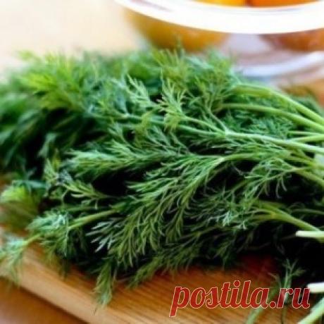 Уникальные свойства обычного укропа