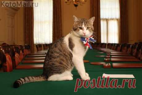 Кот Ларри - главный мышелов