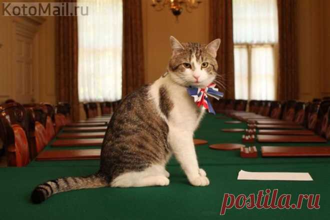 Кот Ларри - главный мышелов