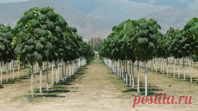 Создание новых плантаций Павловнии. | Павловния от семечки до плантаци | Яндекс Дзен