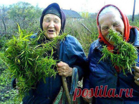 -слышь,Манюня хочу колготки с конопли..-зачем? -да чтоб каждая затяжка радовала:D