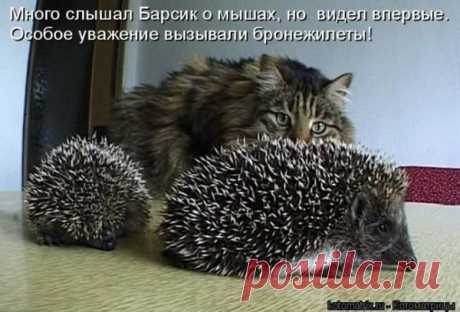 Котоматрицы великолепные, каждая с доброй улыбкой!!!